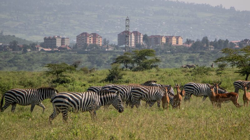 Kenya_Launches_Year-Long_Wildlife_Census_to_Enhance_Conservation_Efforts - Khabar Asia Kenya Launches Year-Long Wildlife Census to Enhance Conservation Efforts