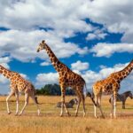 Kenya_Unveils_2024_2028_Strategic_Plan_to_Boost_Wildlife_Conservation