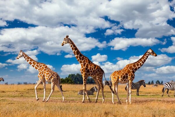 Kenya Unveils 2024-2028 Strategic Plan to Boost Wildlife Conservation Kenya_Unveils_2024_2028_Strategic_Plan_to_Boost_Wildlife_Conservation