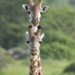 Kenyan Authorities Intensify Efforts to Curb Human-Wildlife Conflicts