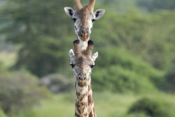Kenyan Authorities Intensify Efforts to Curb Human-Wildlife Conflicts Kenyan Authorities Intensify Efforts to Curb Human-Wildlife Conflicts