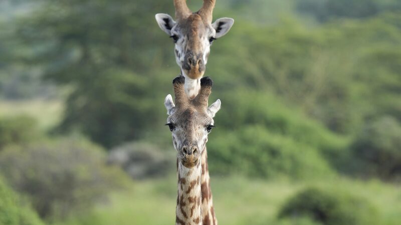 Kenyan_Authorities_Intensify_Efforts_to_Curb_Human-Wildlife_Conflicts - Khabar Asia Kenyan Authorities Intensify Efforts to Curb Human-Wildlife Conflicts