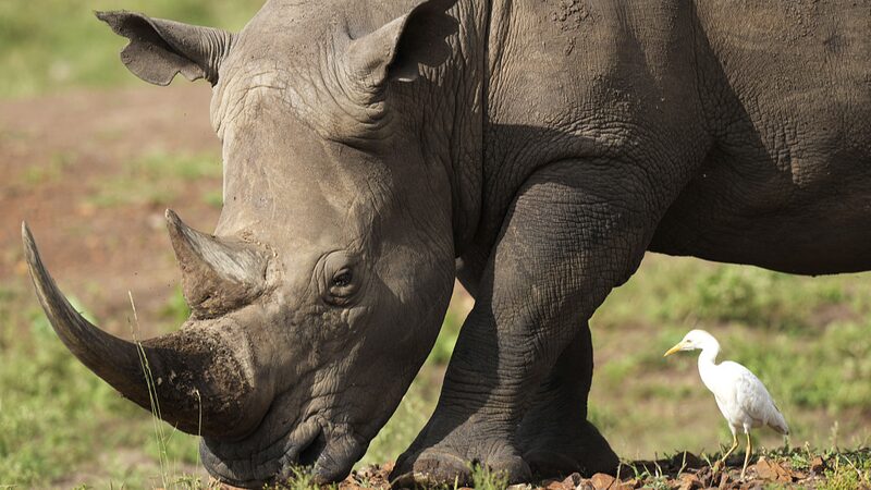 Kenyan_Plateau_Sees_Historic_Rhino_Return_After_Decades_of_Absence - Khabar Asia Kenyan Plateau Sees Historic Rhino Return After Decades of Absence