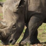 Kenya's Largest Rhino Relocation Revives Hope for Endangered Species