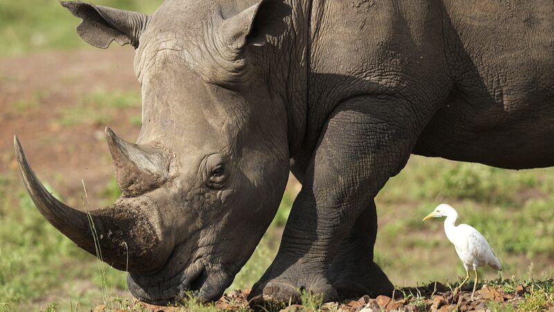 Kenyas_Largest_Rhino_Relocation_Revives_Hope_for_Endangered_Species - Khabar Asia Kenya's Largest Rhino Relocation Revives Hope for Endangered Species
