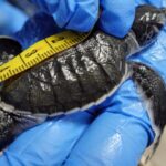 Kimi's Journey: A Sea Turtle's Odyssey Highlights China's Conservation Efforts