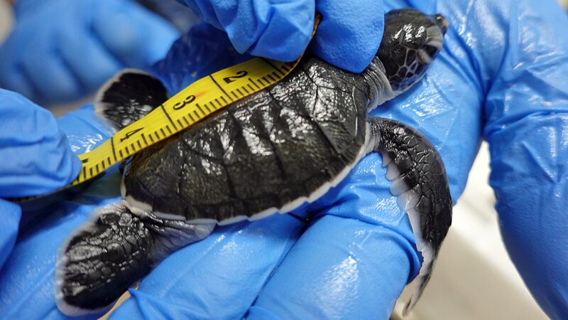 Kimi's Journey: A Sea Turtle's Odyssey Highlights China's Conservation Efforts