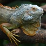 Komodo Dragons Debut at Guangzhou Zoo Ahead of Year of the Dragon