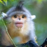 Kunming Biodiversity Fund Pledges Support for Developing Nations