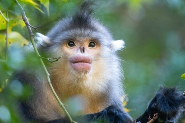 Kunming Biodiversity Fund Pledges Support for Developing Nations