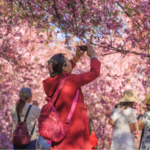 Kunming's Cherry Blossom Festival Attracts Visitors Amid Spring Blooms