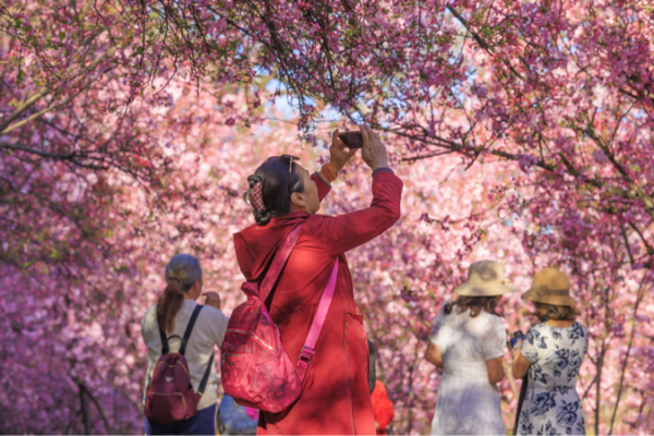 Kunming’s Cherry Blossom Festival Attracts Visitors Amid Spring Blooms Kunming's Cherry Blossom Festival Attracts Visitors Amid Spring Blooms