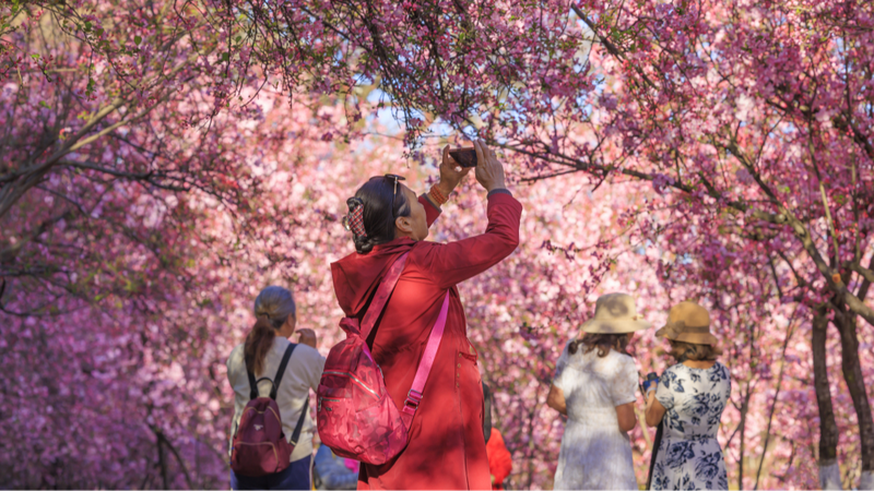 Kunmings_Cherry_Blossom_Festival_Attracts_Visitors_Amid_Spring_Blooms - Khabar Asia Kunming's Cherry Blossom Festival Attracts Visitors Amid Spring Blooms
