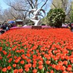 Kunming's Cuihu Park Bursts into Color as Tulips Bloom During Spring Festival