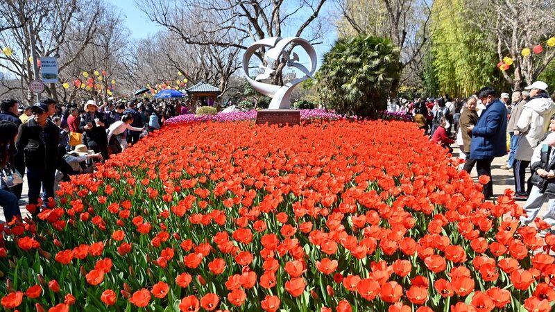 Kunmings_Cuihu_Park_Bursts_into_Color_as_Tulips_Bloom_During_Spring_Festival - Khabar Asia Kunming's Cuihu Park Bursts into Color as Tulips Bloom During Spring Festival