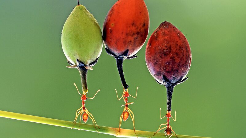 Labour Day Special: Meet the Model Workers of the Animal Kingdom