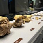 Landmark_Discovery__300_000_Year_Old_Human_Fossils_Unearthed_in_East_China