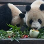 Lantern Festival Treats Delight Animals at Chongqing Theme Park