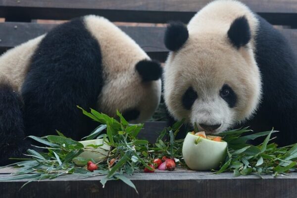 Lantern Festival Treats Delight Animals at Chongqing Theme Park