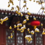 Layue: Embracing Traditions in the Twelfth Month Before China's Spring Festival