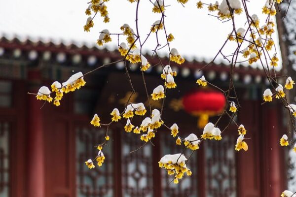 Layue: Embracing Traditions in the Twelfth Month Before China's Spring Festival