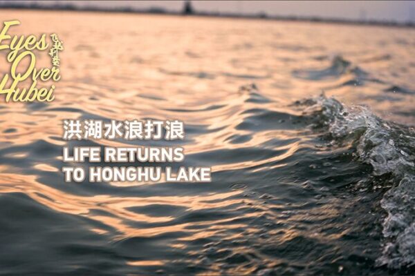 Life Returns to Honghu Lake: Environmental Restoration in Hubei Province Life Returns to Honghu Lake: Environmental Restoration in Hubei Province video poster