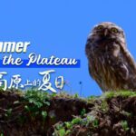 Little_Owls_of_Qinghai__Tiny_Raptors_Soaring_Over_Jiatang_Grassland_poster - Khabar Asia Little_Owls_of_Qinghai__Tiny_Raptors_Soaring_Over_Jiatang_Grassland video poster