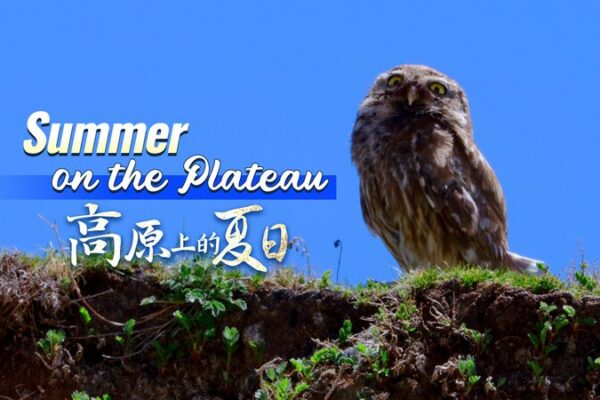 Little Owls of Qinghai: Tiny Raptors Soaring Over Jiatang Grassland Little_Owls_of_Qinghai__Tiny_Raptors_Soaring_Over_Jiatang_Grassland video poster