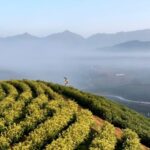 Liuxi Village in Anhui Province Embraces Spring Tea Harvest video poster