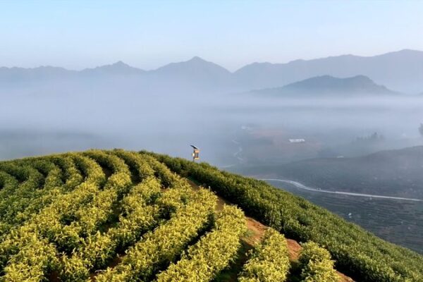 Liuxi Village in Anhui Province Embraces Spring Tea Harvest Liuxi Village in Anhui Province Embraces Spring Tea Harvest video poster