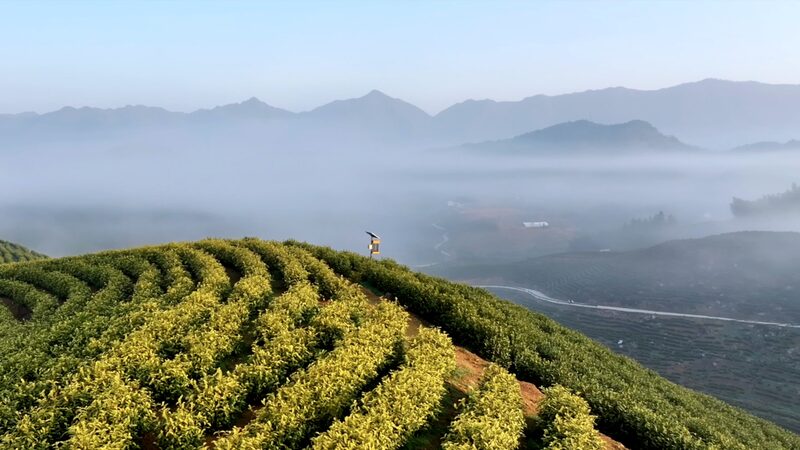 Liuxi_Village_in_Anhui_Province_Embraces_Spring_Tea_Harvest_poster - Khabar Asia Liuxi Village in Anhui Province Embraces Spring Tea Harvest video poster