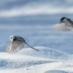 Long-Tailed Tits Bring Life to Snowy Daqing Forest Park