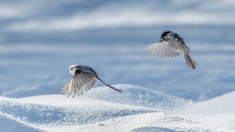 Long-Tailed Tits Bring Life to Snowy Daqing Forest Park