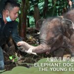 Longlong's Rescue: The 'Elephant Doctor' Saving China's Wild Elephants video poster