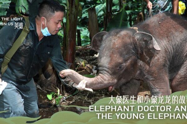 Longlong's Rescue: The 'Elephant Doctor' Saving China's Wild Elephants video poster