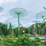 Lotus_Wonderland_Blooms_in_Wuxi_s_Yuantouzhu_Scenic_Area