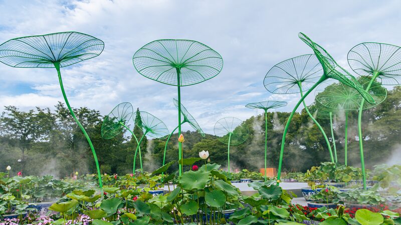Lotus_Wonderland_Blooms_in_Wuxi_s_Yuantouzhu_Scenic_Area - Khabar Asia Lotus_Wonderland_Blooms_in_Wuxi_s_Yuantouzhu_Scenic_Area