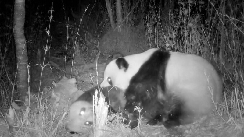 Love in the Air: Wild Pandas Seek Mates in Northwest China's Forests video poster