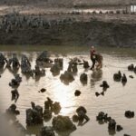 Luoyang Bridge: China's First Cross-Sea Stone Bridge Stands the Test of Time