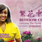 Luoyang's Peony Festival Blossoms with Millions of Tourists video poster