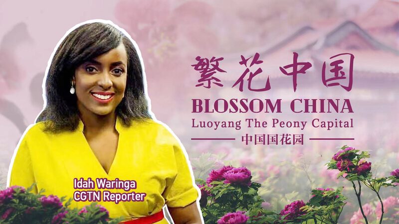 Luoyangs_Peony_Festival_Blossoms_with_Millions_of_Tourists_poster - Khabar Asia Luoyang's Peony Festival Blossoms with Millions of Tourists video poster