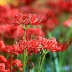Lycoris_Flowers_in_Full_Bloom_Illuminate_Late_Summer_in_Jiangsu_s_Huaian