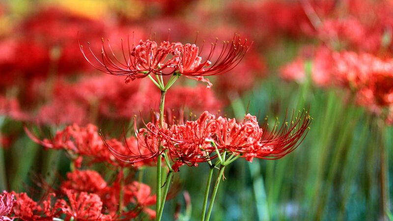 Lycoris_Flowers_in_Full_Bloom_Illuminate_Late_Summer_in_Jiangsu_s_Huaian - Khabar Asia Lycoris_Flowers_in_Full_Bloom_Illuminate_Late_Summer_in_Jiangsu_s_Huaian