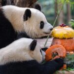 Madrid_Zoos_Panda_Family_Returns_Home_to_China - Khabar Asia Madrid Zoo's Panda Family Returns Home to China
