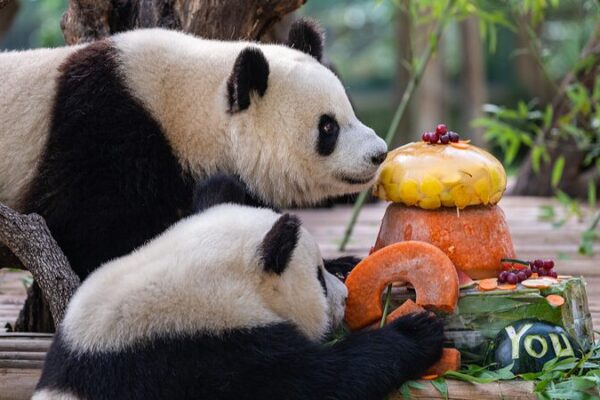 Madrid Zoo’s Panda Family Returns Home to China Madrid Zoo's Panda Family Returns Home to China