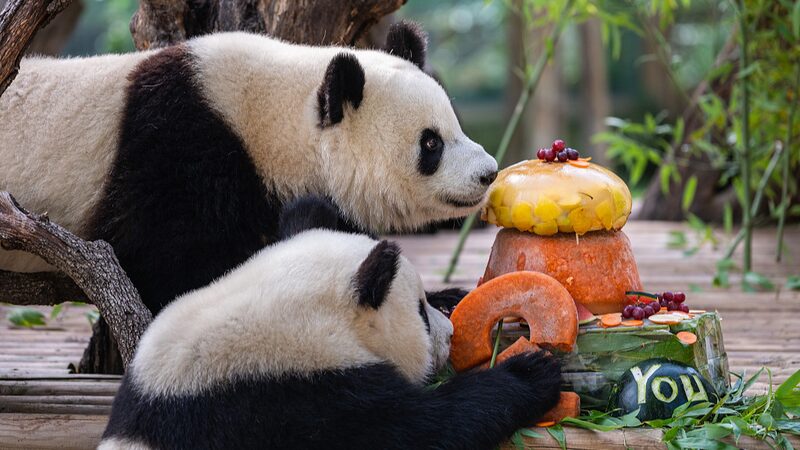 Madrid_Zoos_Panda_Family_Returns_Home_to_China - Khabar Asia Madrid Zoo's Panda Family Returns Home to China