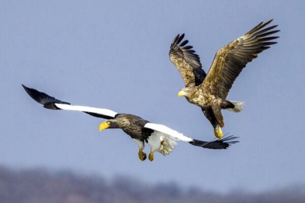Majestic Eagles Return to Hunchun’s Jingxin Wetland, Delighting Photographers Majestic Eagles Return to Hunchun's Jingxin Wetland, Delighting Photographers