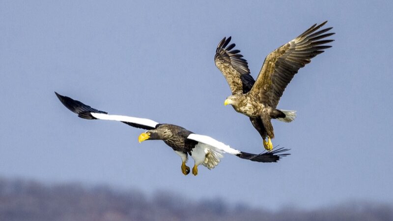 Majestic_Eagles_Return_to_Hunchuns_Jingxin_Wetland_Delighting_Photographers - Khabar Asia Majestic Eagles Return to Hunchun's Jingxin Wetland, Delighting Photographers