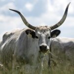 Majestic Hungarian Grey Cattle's Annual Migration Revitalizes National Park