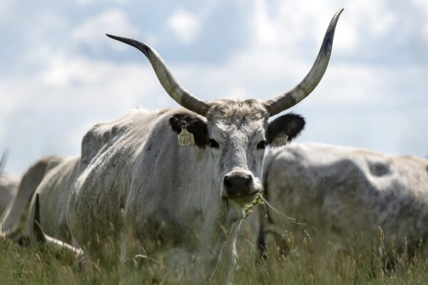 Majestic Hungarian Grey Cattle’s Annual Migration Revitalizes National Park Majestic Hungarian Grey Cattle's Annual Migration Revitalizes National Park